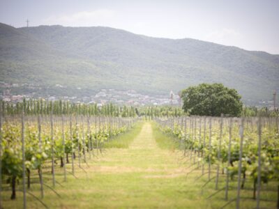vinogradnikiiiii новости Грузинская мечта, Ираклий Кобахидзе, правительство Грузии, премьер Грузии, субсидии