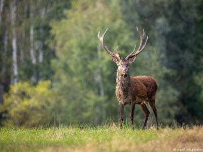 Животным 2026 года в Германии стал благородный олень 3 67294766 403.jpg Deutsche Welle олень