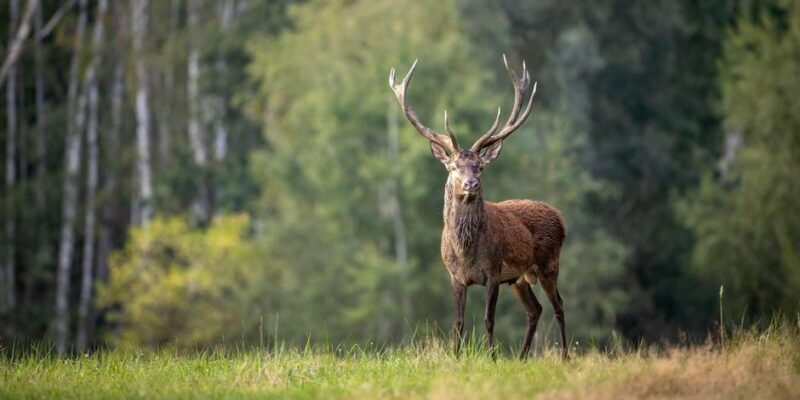 Животным 2026 года в Германии стал благородный олень 1 67294766 403.jpg Deutsche Welle олень