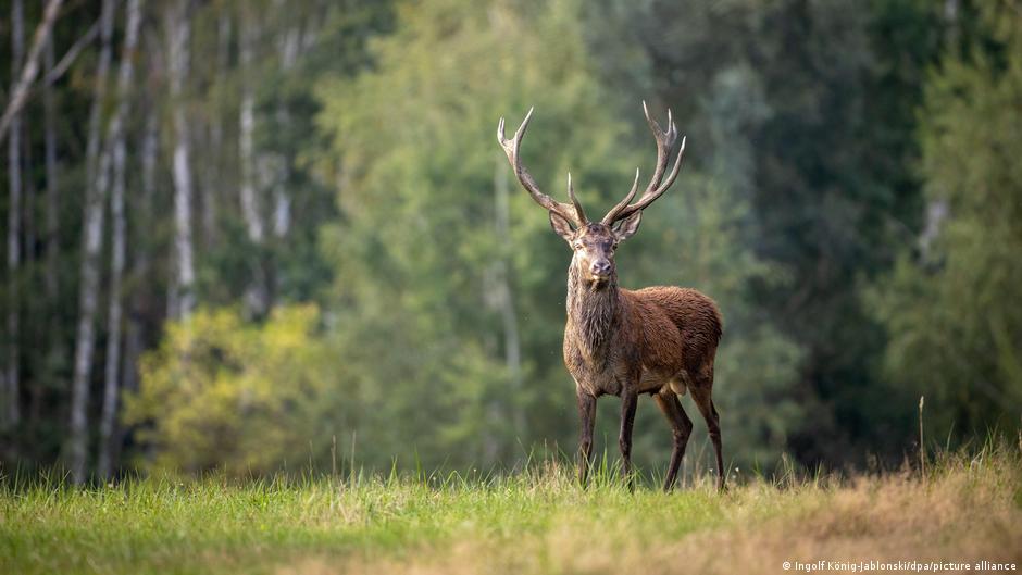 67294766 403.jpg Deutsche Welle олень
