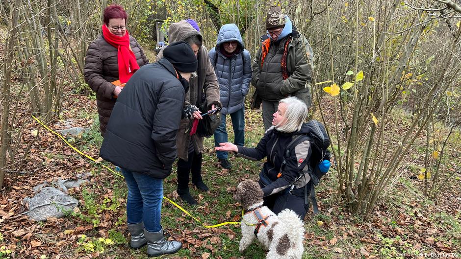 Трюфельная столица Германии, или Как найти гриб на вес золота 1 74827310 403.jpg Deutsche Welle Трюфель