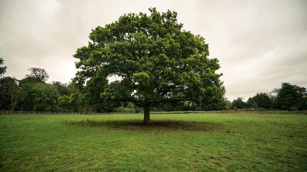 7531fd10 c912 11f0 8c06 f5d460985095.jpg Новости BBC деревья