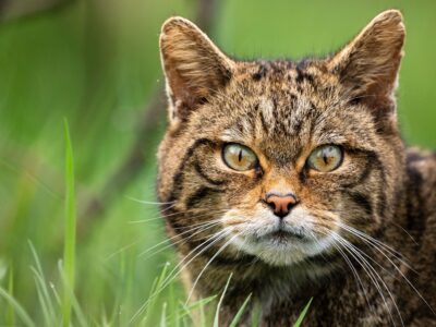 7b7470a0 c4a2 11f0 8aea 2f1dd0f97a88.jpg Новости BBC кошки