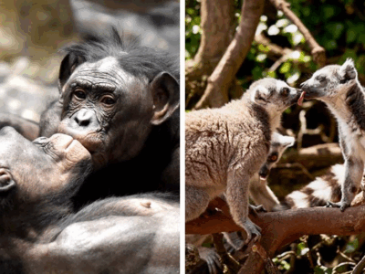 83e65fd0 c53f 11f0 9b68 57906bffd3ed 1.png 1 Новости BBC поцелуй