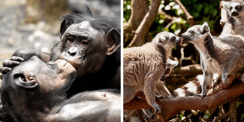 Целоваться на Земле начали еще 21 миллион лет назад, утверждают ученые 1 83e65fd0 c53f 11f0 9b68 57906bffd3ed 1.png 1 Новости BBC поцелуй