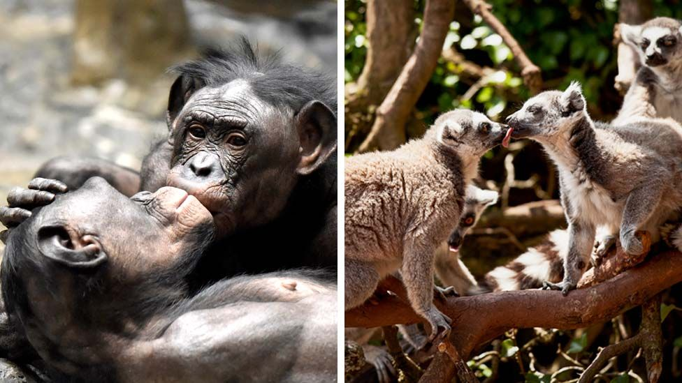 83e65fd0 c53f 11f0 9b68 57906bffd3ed 1.png 1 Новости BBC поцелуй