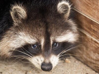 f1194c50 c730 11f0 8972 5f2920eb6402.jpg Новости BBC енот