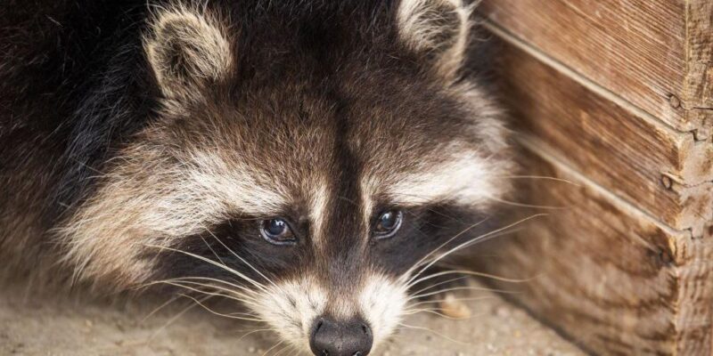 Милее и ближе: еноты могут стать следующими домашними питомцами американцев 1 f1194c50 c730 11f0 8972 5f2920eb6402.jpg Новости BBC енот