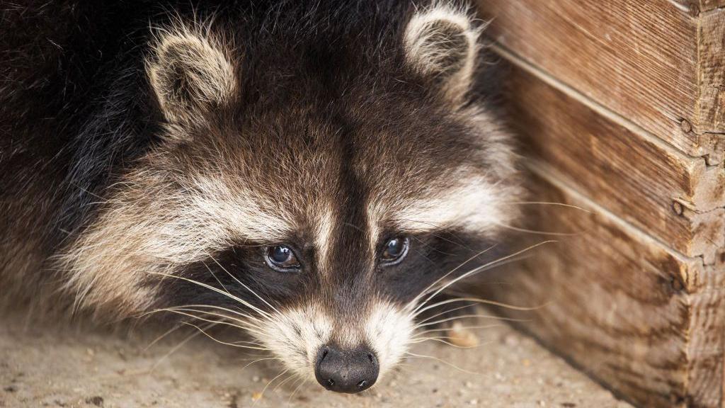 f1194c50 c730 11f0 8972 5f2920eb6402.jpg Новости BBC енот