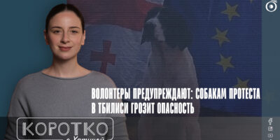 konji shorts thumbnale youtube 5 общество featured, riot dog, бродячие собаки, протестные собаки, протесты в Грузии