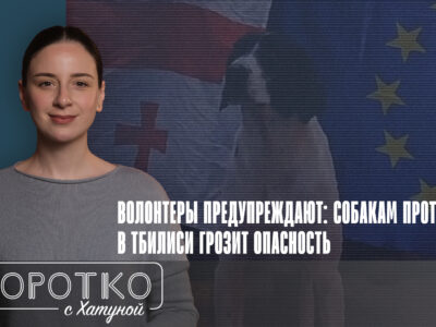 konji shorts thumbnale youtube 5 SOVA-блог featured, riot dog, бродячие собаки, протестные собаки, протесты в Грузии