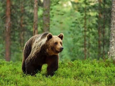 medved новости Агентство охраняемых территорий, бурый медведь, красная книга, медведь