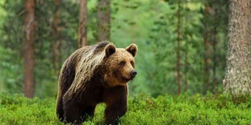 medved новости Агентство охраняемых территорий, бурый медведь, красная книга, медведь