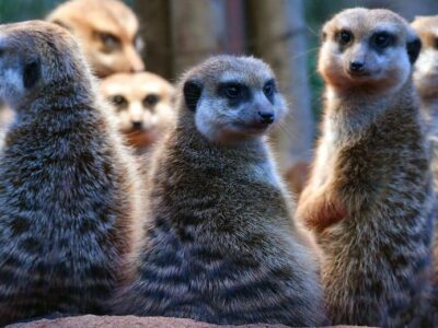 Люди похожи на сурикатов, но им далеко до калифорнийских хомячков. Ученые опубликовали рейтинг моногамии животных 5 07fae860 d4f7 11f0 a007 739e5205f9d4.jpg Новости BBC сурикаты