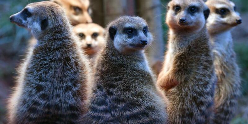 Люди похожи на сурикатов, но им далеко до калифорнийских хомячков. Ученые опубликовали рейтинг моногамии животных 1 07fae860 d4f7 11f0 a007 739e5205f9d4.jpg Новости BBC сурикаты