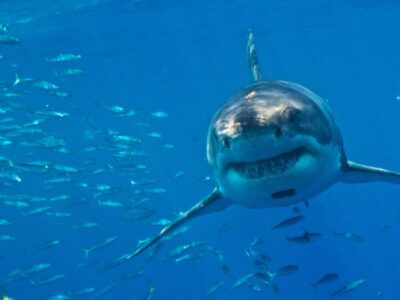 Ученые предупреждают: средиземноморская большая белая акула может исчезнуть 2 2d959090 df36 11f0 b67b 690eb873de1b.jpg Новости BBC акула