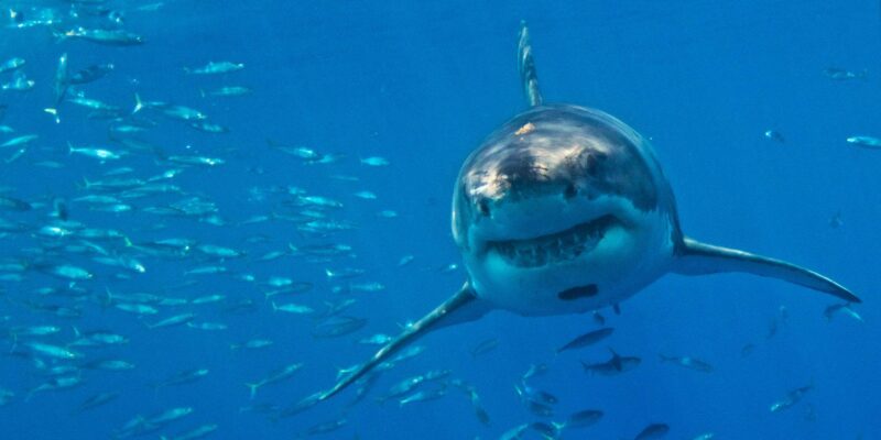 Ученые предупреждают: средиземноморская большая белая акула может исчезнуть 1 2d959090 df36 11f0 b67b 690eb873de1b.jpg Новости BBC акула