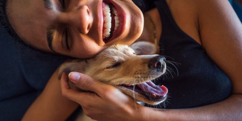 Почему мы так любим собак? Вот что говорит наука 1 3463e1c0 d044 11f0 9fb5 5f3a3703a365.jpg Новости BBC собаки