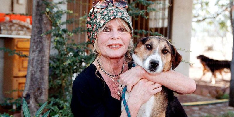 62c21d50 e56d 11f0 978a 3510e7b058d9.jpg Новости BBC Брижит Бардо