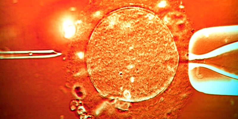 Сперма донора с мутировавшим геном, вызывающим рак, была использована для зачатия почти 200 детей по всей Европе 1 ff8d66c0 d4ed 11f0 8c06 f5d460985095.jpg Новости BBC донор, рак, сперма