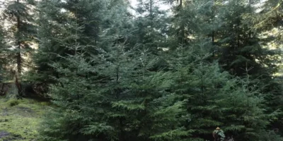 nadzvi Другая SOVA елки, Министерство охраны окружающей среды и сельского хозяйства, новогодние елки, новогодняя елка