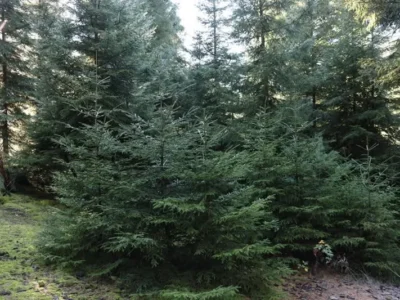 Минохраны окружающей среды призывает не срубать незаконно елки к Новому году 2 nadzvi новости елки, Министерство охраны окружающей среды и сельского хозяйства, новогодние елки, новогодняя елка