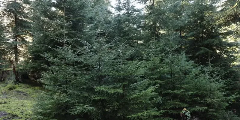 Минохраны окружающей среды призывает не срубать незаконно елки к Новому году 1 nadzvi новости елки, Министерство охраны окружающей среды и сельского хозяйства, новогодние елки, новогодняя елка