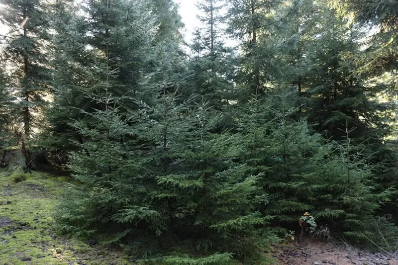 Минохраны окружающей среды призывает не срубать незаконно елки к Новому году 1 nadzvi новости елки, Министерство охраны окружающей среды и сельского хозяйства, новогодние елки, новогодняя елка