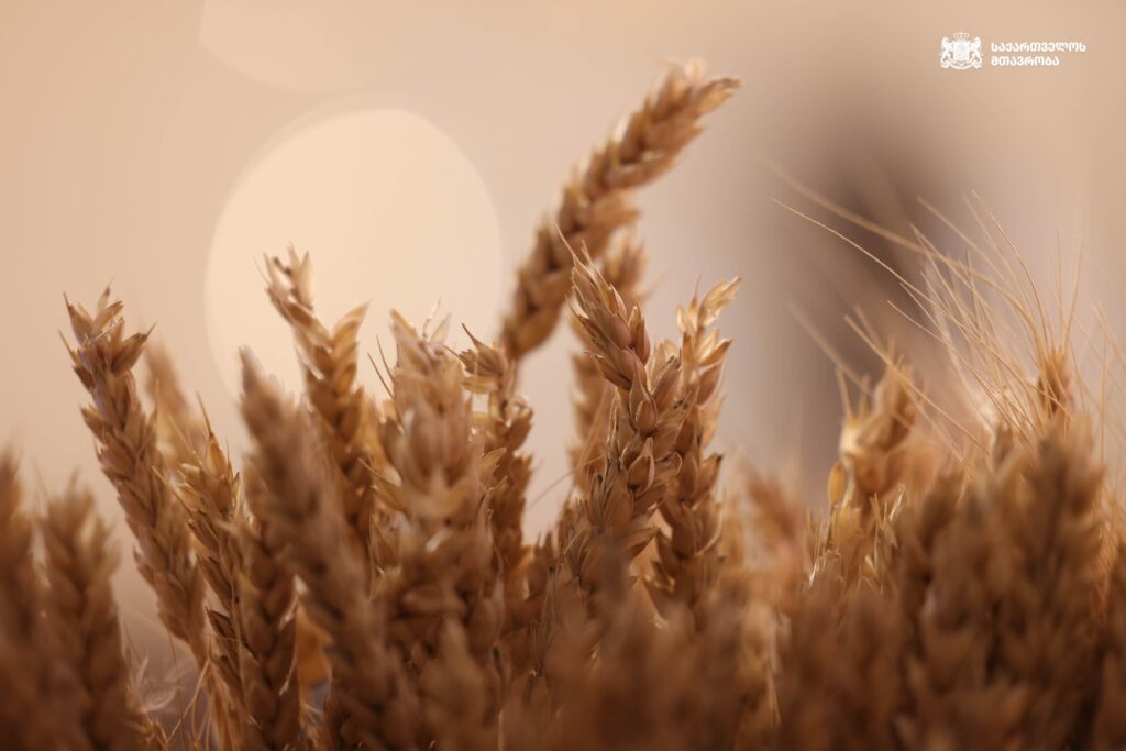 ЮНЕСКО внесла «грузинскую культуру пшеницы» в список нематериального культурного наследия 2 pshenica.jpg 2 новости грузинская пшеница, Грузия-ЮНЕСКО, Ираклий Кобахидзе