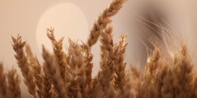 ЮНЕСКО внесла «грузинскую культуру пшеницы» в список нематериального культурного наследия 4 pshenica.jpg 2 политика грузинская пшеница, Грузия-ЮНЕСКО, Ираклий Кобахидзе