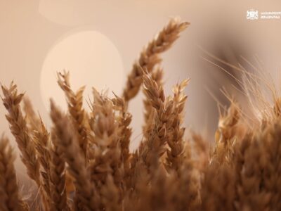 ЮНЕСКО внесла «грузинскую культуру пшеницы» в список нематериального культурного наследия 4 pshenica.jpg 2 новости грузинская пшеница, Грузия-ЮНЕСКО, Ираклий Кобахидзе