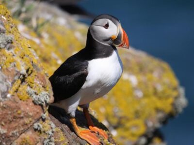 1a07ebd0 fcf1 11f0 9c55 8bade468c676.jpg Новости BBC животные