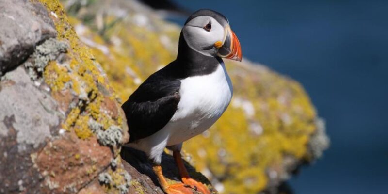 1a07ebd0 fcf1 11f0 9c55 8bade468c676.jpg Новости BBC животные