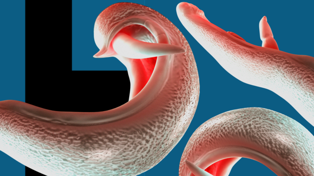 1cb1d450 fd2c 11f0 9972 d3f265c101c6.png Новости BBC Паразит