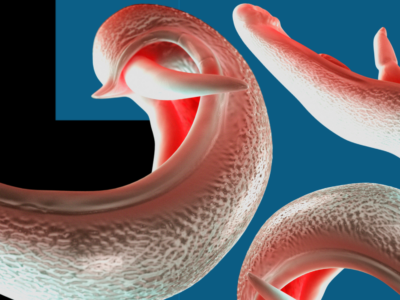 Проникающие в половые органы «гибридные паразиты» могут распространиться по всему миру 10 1cb1d450 fd2c 11f0 9972 d3f265c101c6.png Новости BBC Паразит