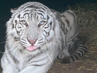 5be9f740 f603 11f0 842b 5772902eef21.jpg Новости BBC Линкольнширский парк