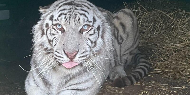 5be9f740 f603 11f0 842b 5772902eef21.jpg Новости BBC Линкольнширский парк