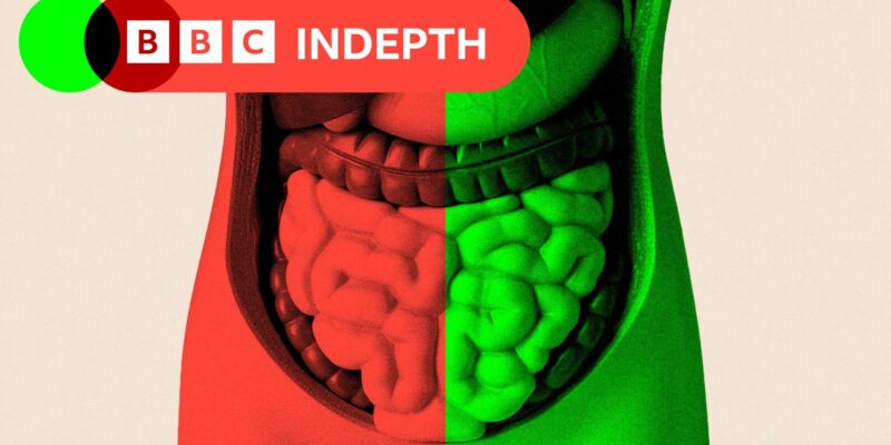 69fdec90 efc5 11f0 b385 5f48925de19a.jpg Новости BBC кишечник