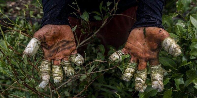 Трамп заявляет, что наркотики идут в США через Венесуэлу. Прав ли он? 1 7f36b480 ebcd 11f0 98c0 b72e1e8ed823.jpg Новости BBC наркотики