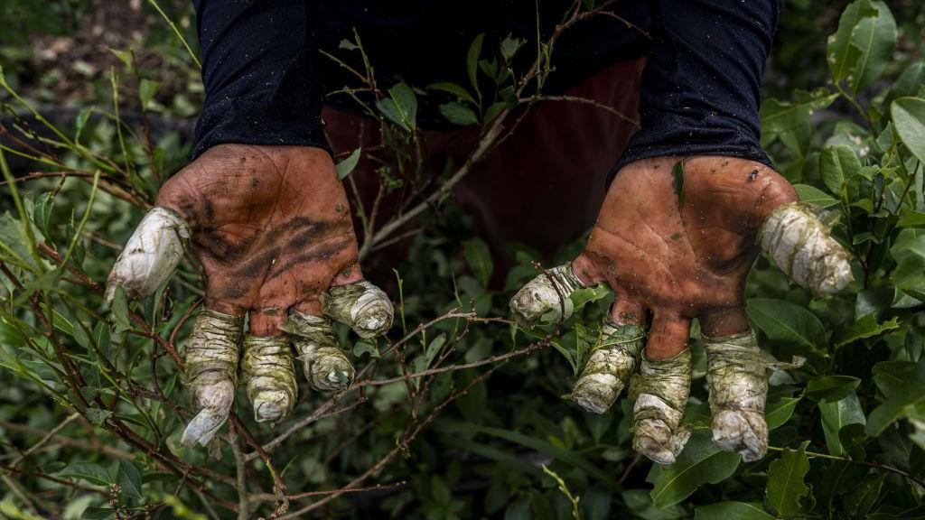 7f36b480 ebcd 11f0 98c0 b72e1e8ed823.jpg Новости BBC наркотики