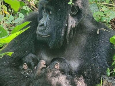 fa2e8c30 ebc3 11f0 b385 5f48925de19a.jpg Новости BBC гориллы