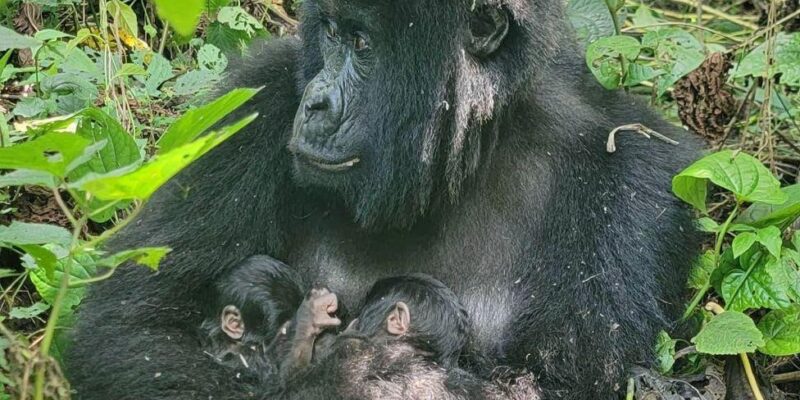 В старейшем национальном парке Африки родилась пара редких горных горилл 1 fa2e8c30 ebc3 11f0 b385 5f48925de19a.jpg Новости BBC гориллы