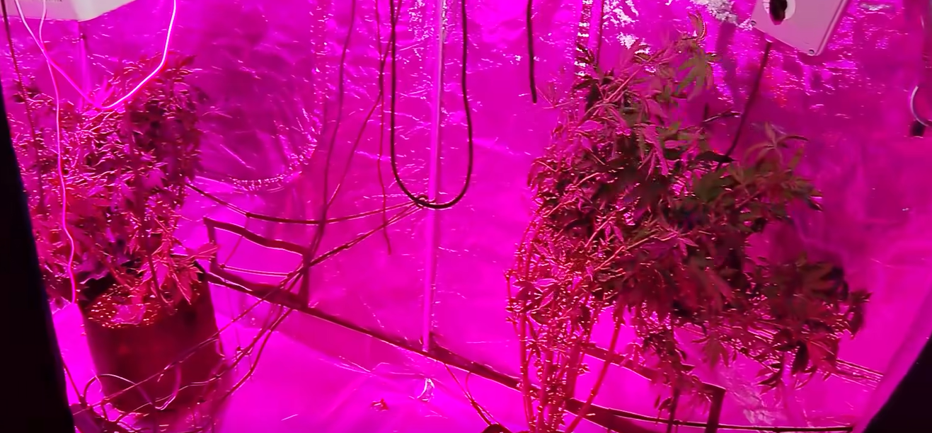 screenshot 2026 01 19 122110 новости МВД Грузии, наркотики, россиянин