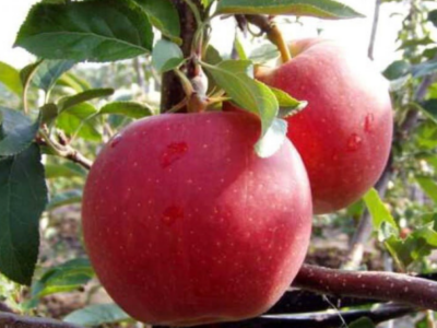 screenshot 2026 01 20 114746 новости Грузия-Россия, Министерство окружающей среды и сельского хозяйства Грузии, Минсельхоз Грузии, экспорт яблок