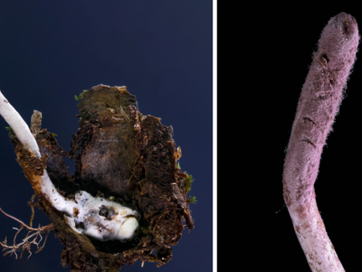 443e4740 0111 11f1 bdfd ed3f5ca8b7fe.png Новости BBC гриб