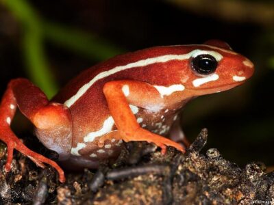 Яд лягушек, которым, вероятно, отравили Навального: что известно 2 75991627 403.jpg Deutsche Welle Алексей Навальный, древесная лягушка, лягушка-древолаз, отравление Навального, яд лягушки-древолаза