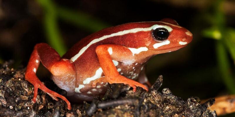 75991627 403.jpg Deutsche Welle Алексей Навальный, древесная лягушка, лягушка-древолаз, отравление Навального, яд лягушки-древолаза