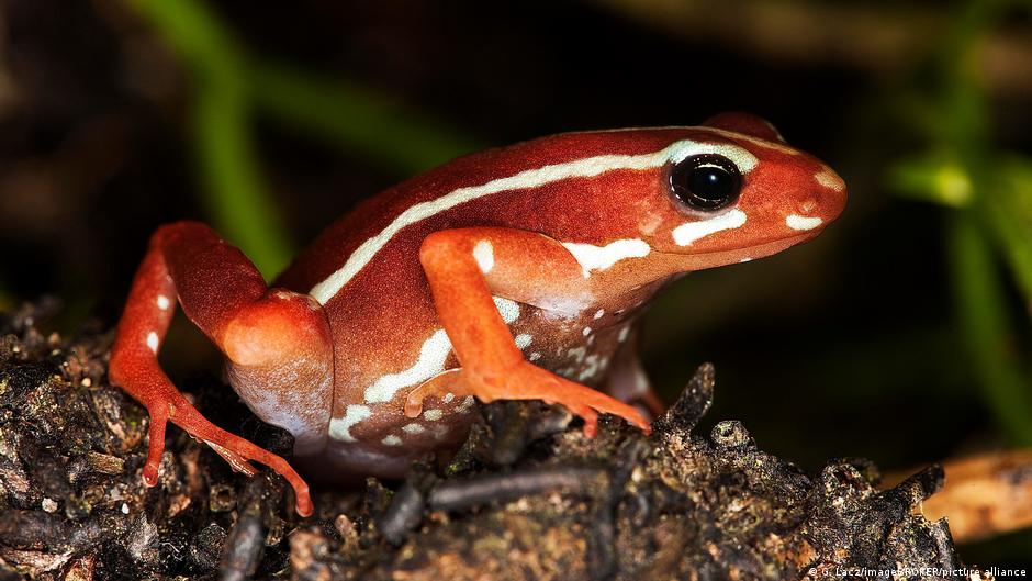 Яд лягушек, которым, вероятно, отравили Навального: что известно 1 75991627 403.jpg Deutsche Welle Алексей Навальный, древесная лягушка, лягушка-древолаз, отравление Навального, яд лягушки-древолаза