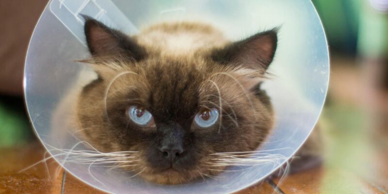 f1568790 0da9 11f1 9fe5 57999fe11004.jpg Новости BBC кошки, рак, раковое заболевание