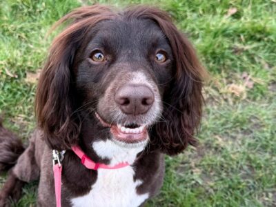 295afb50 236a 11f1 934f 036468834728.jpg Новости BBC кавапу, лабрадудл